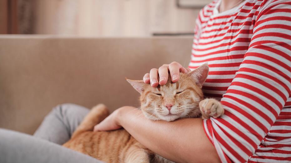 Katt får kos av person