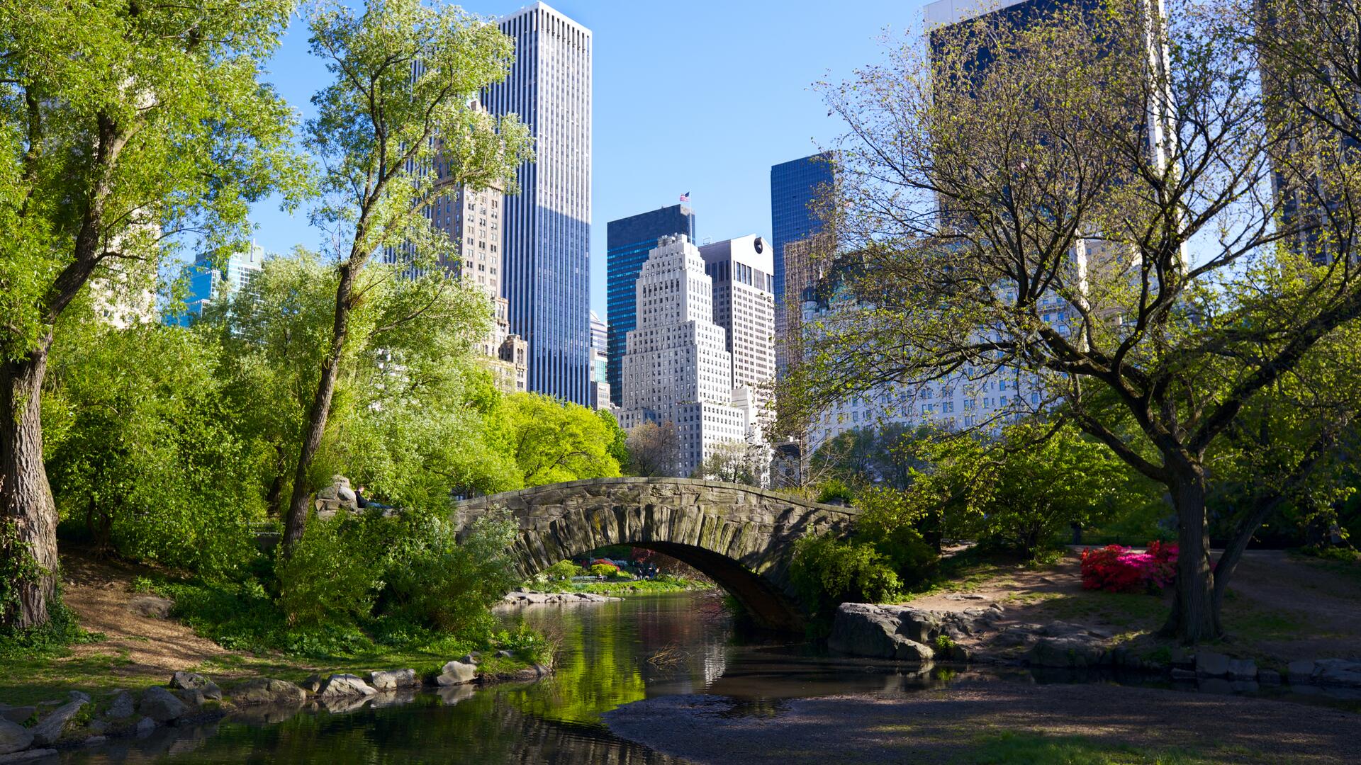Central park i New York, på en fin sommerdag. Man ser grønne trær, en elv, en bro og skyskrapere i bakgrunnen.