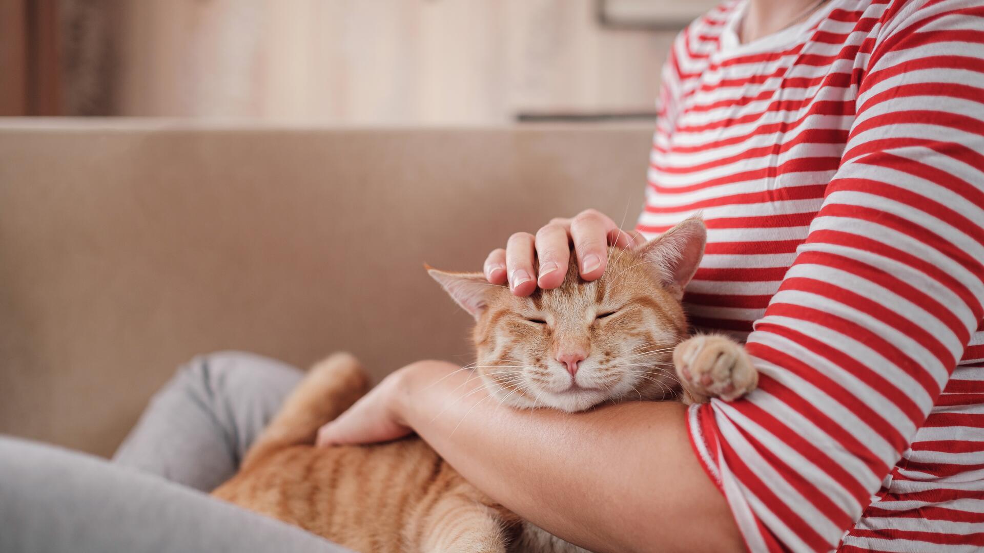 Katt får kos av person