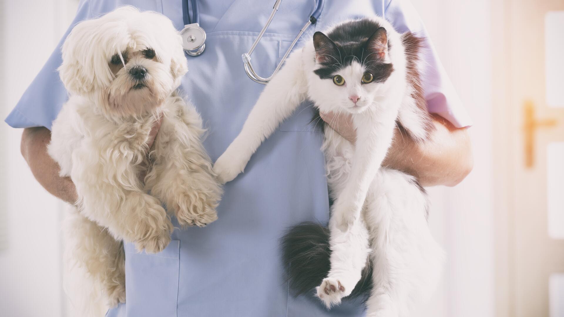 Veterinær holder både en katt og en hund i armene sine