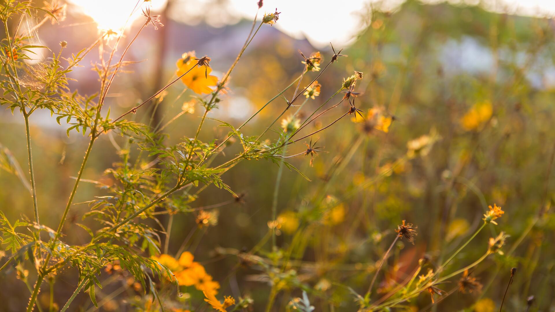 Solen lyser gjennom gule blomster i en eng