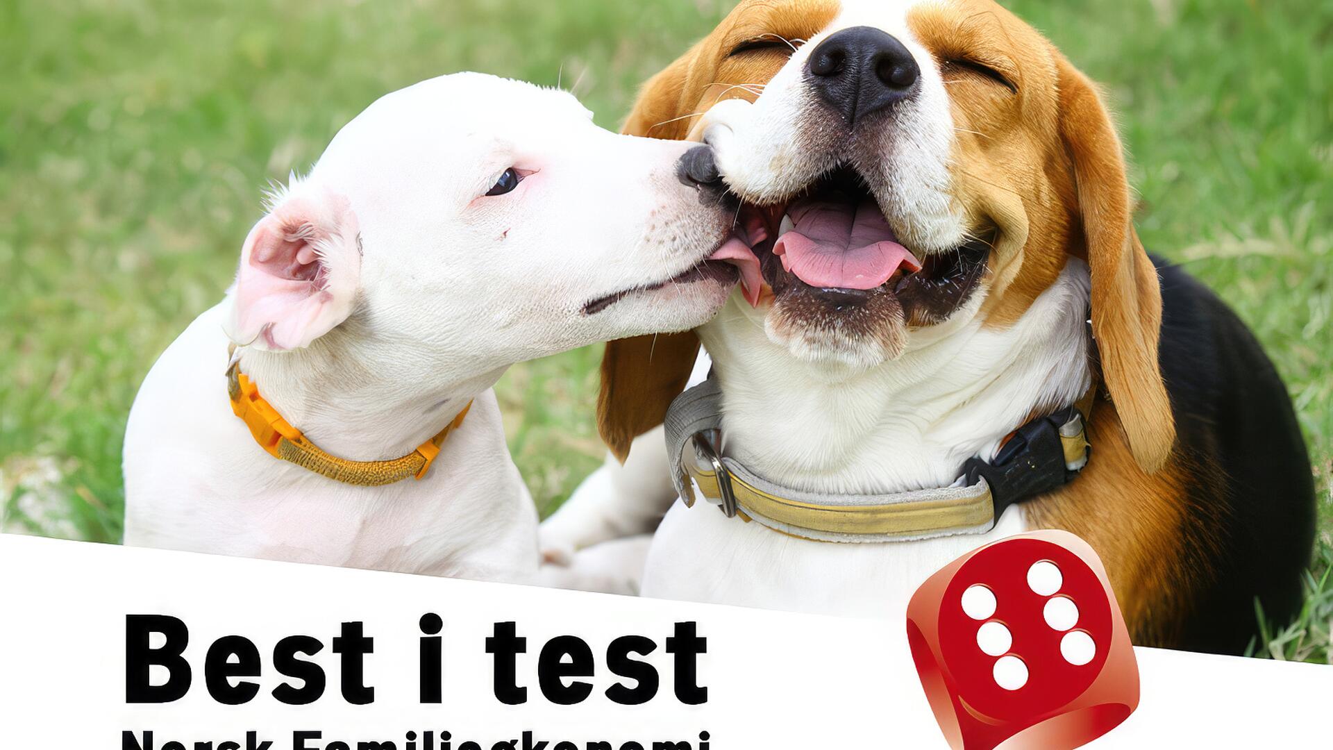 To hunder som koser. På bildet vises en sekser-terning sammen med teksten, Best i test - Norsk familieøkonomi
