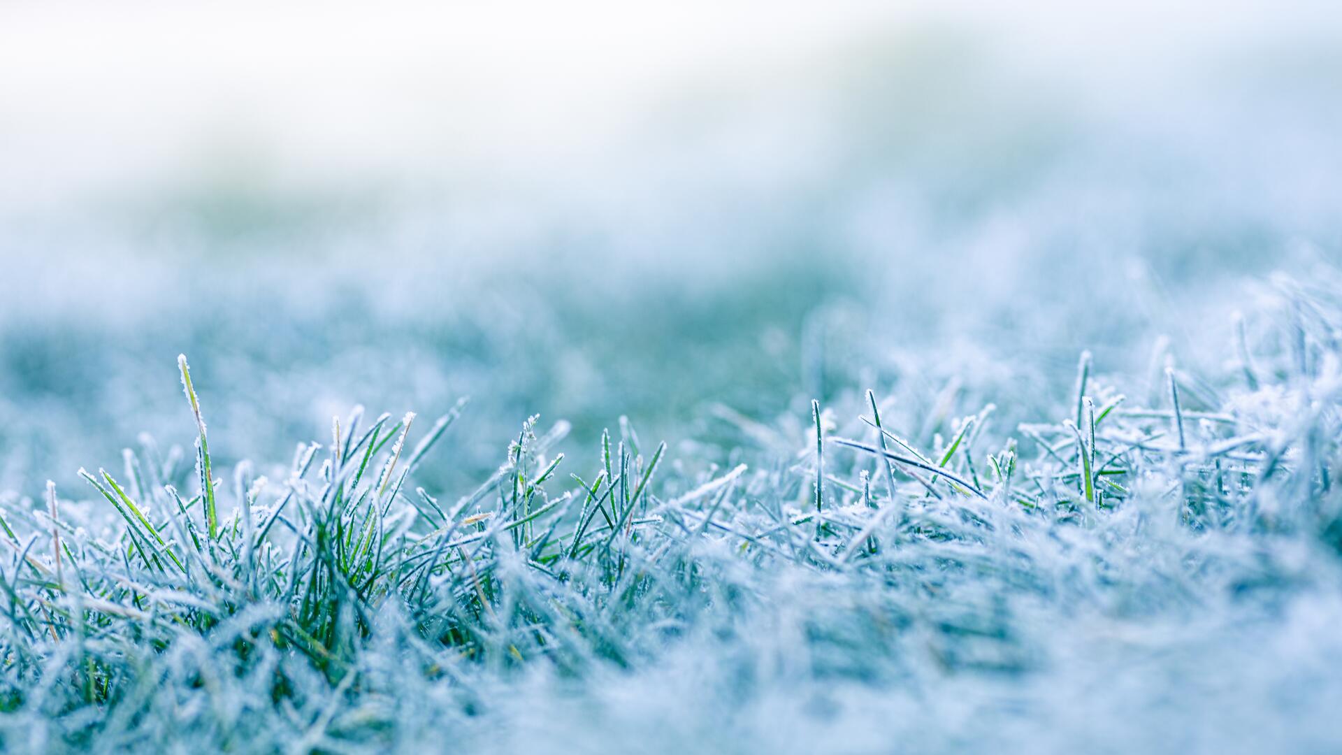 Nærbilde av gress med rimfrost