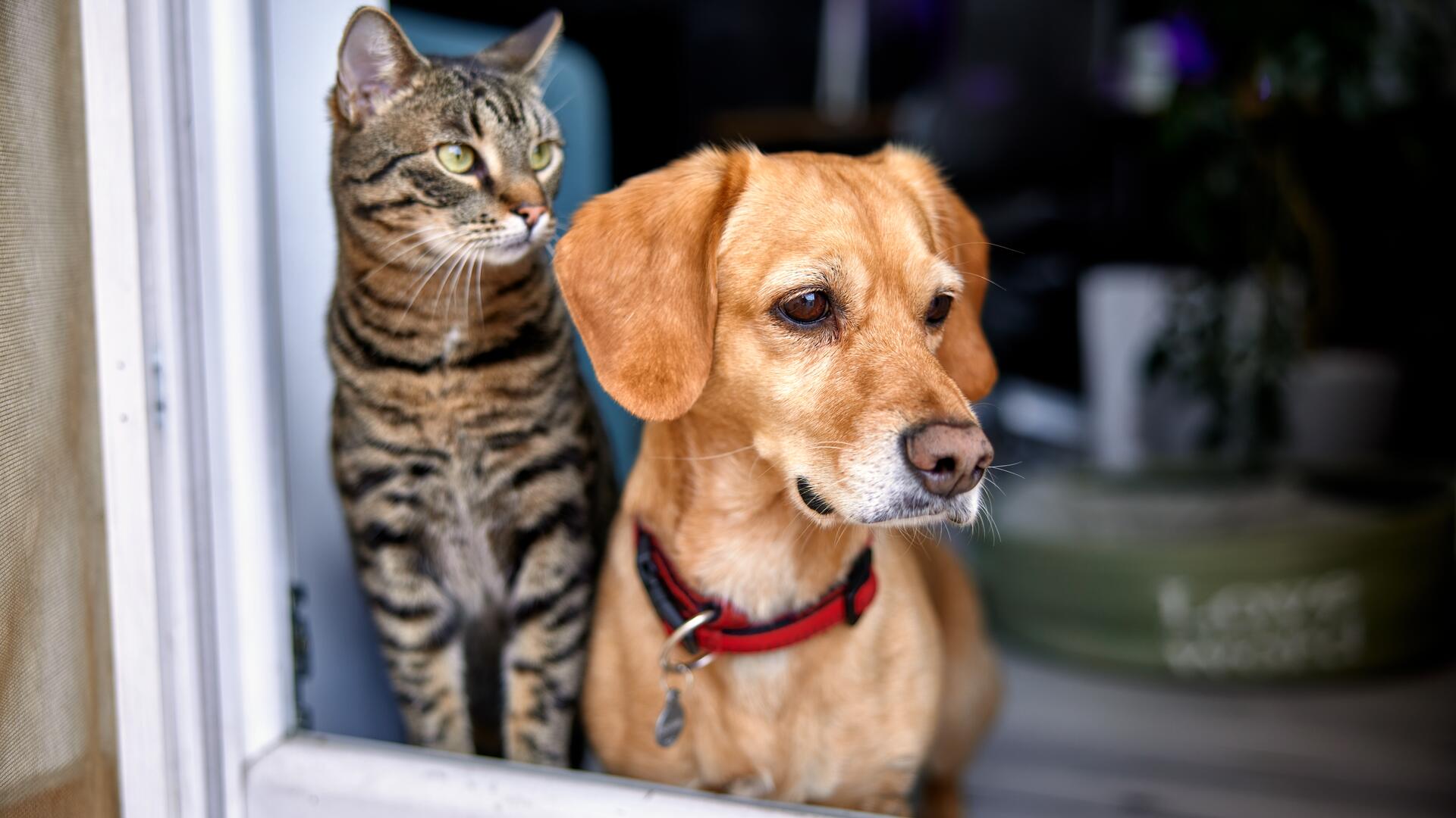 Hund og katt sitter og ser ut av en åpen dør