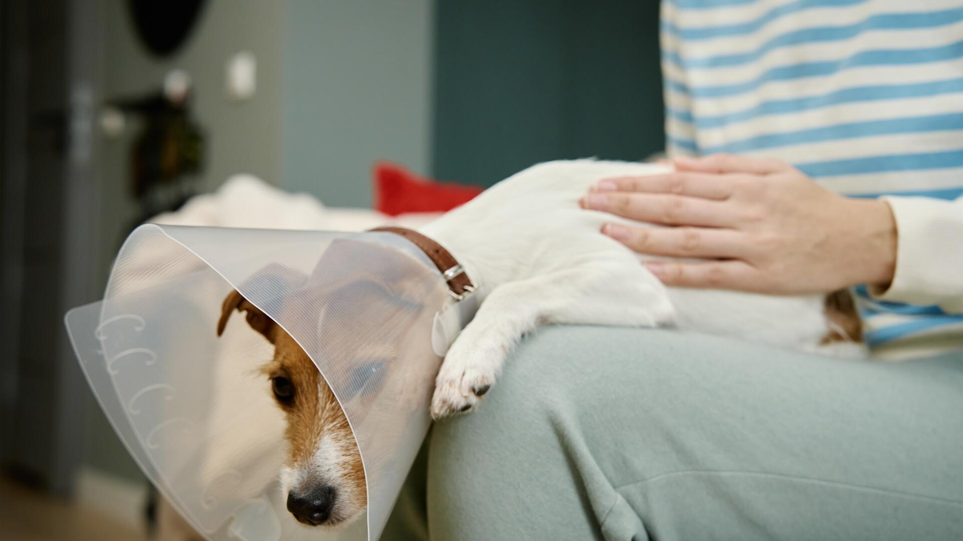 Syk hund får trøst