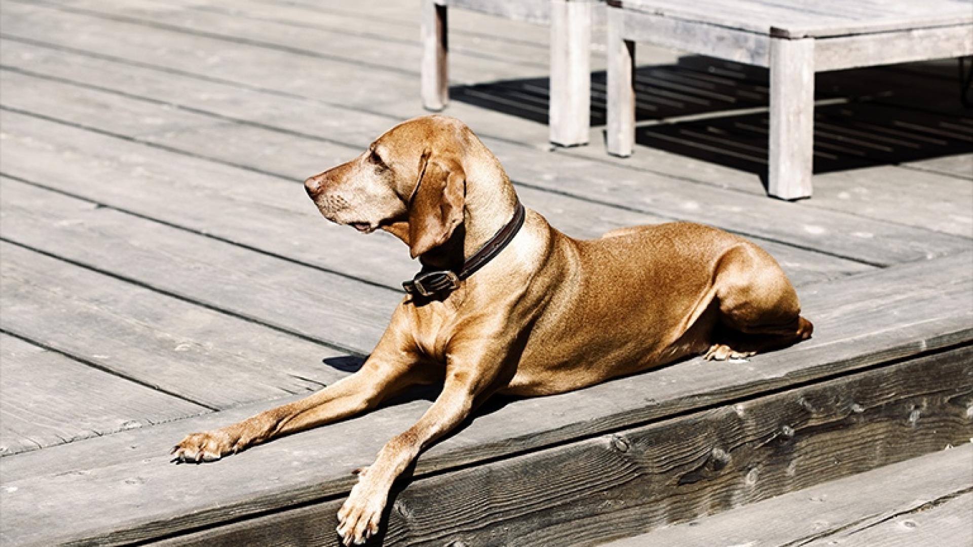 Hun som sitter på altanen og nyter solen 