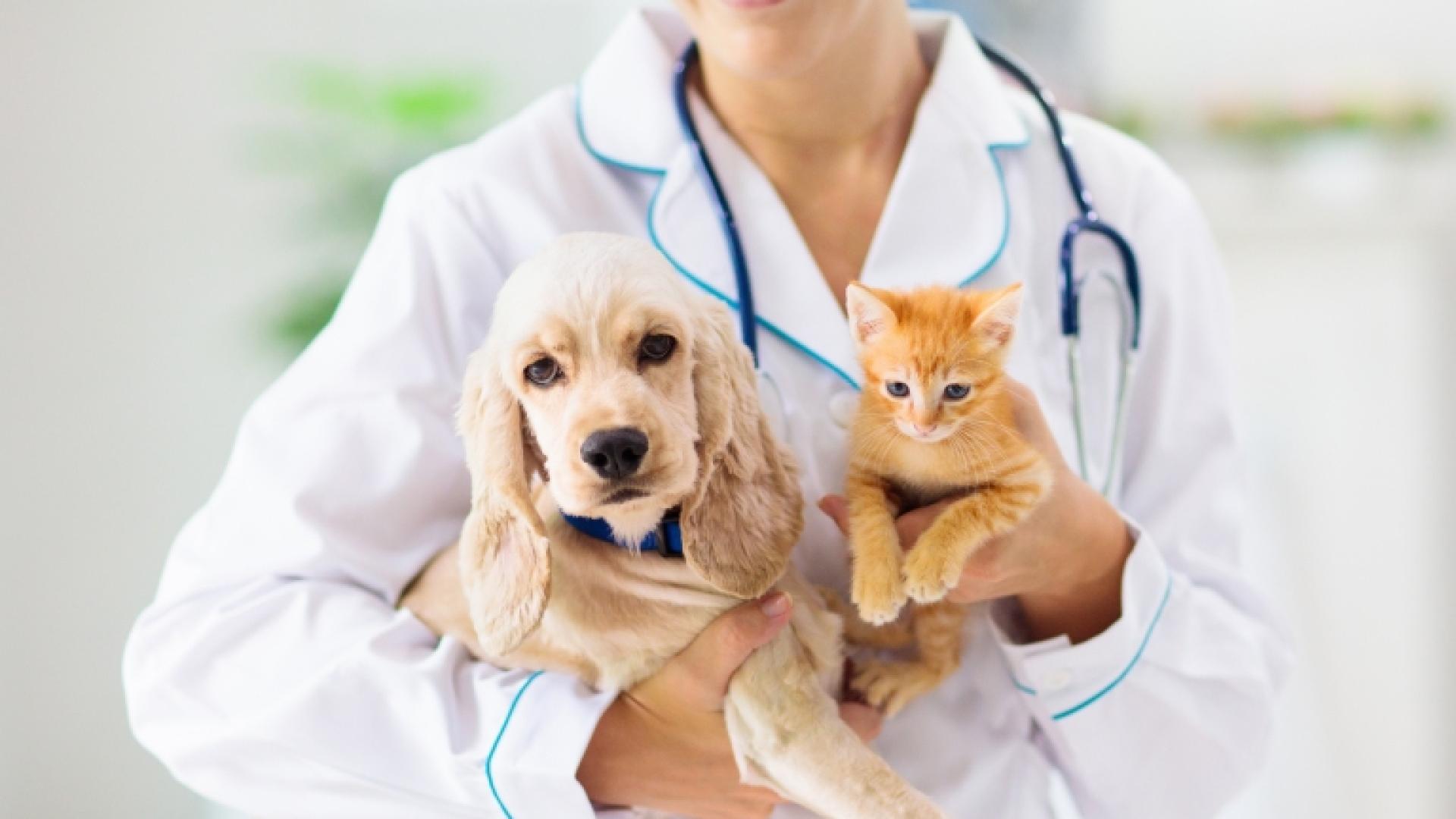 Veterinær som holder en hund og en katt