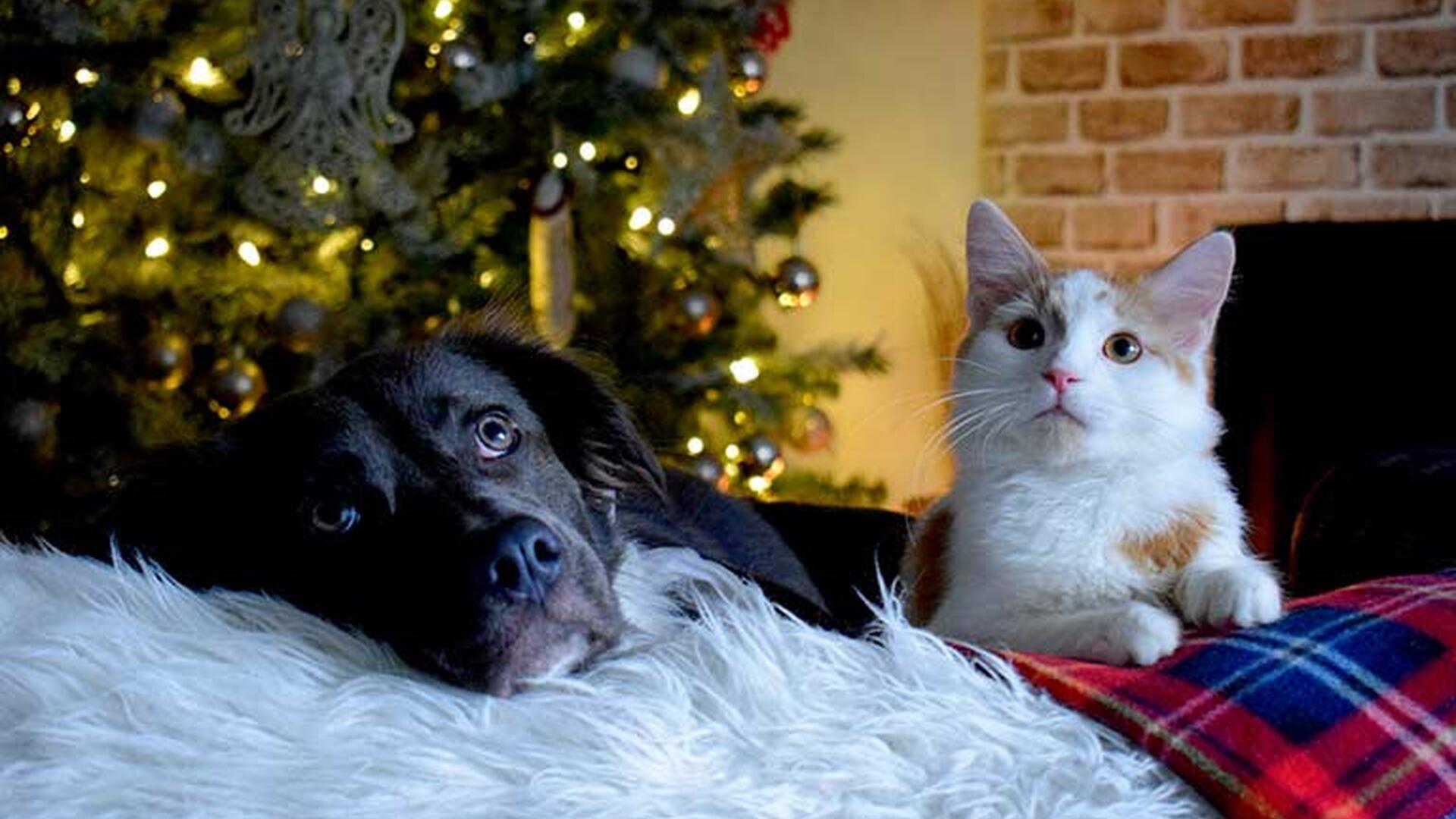 Hund og katt