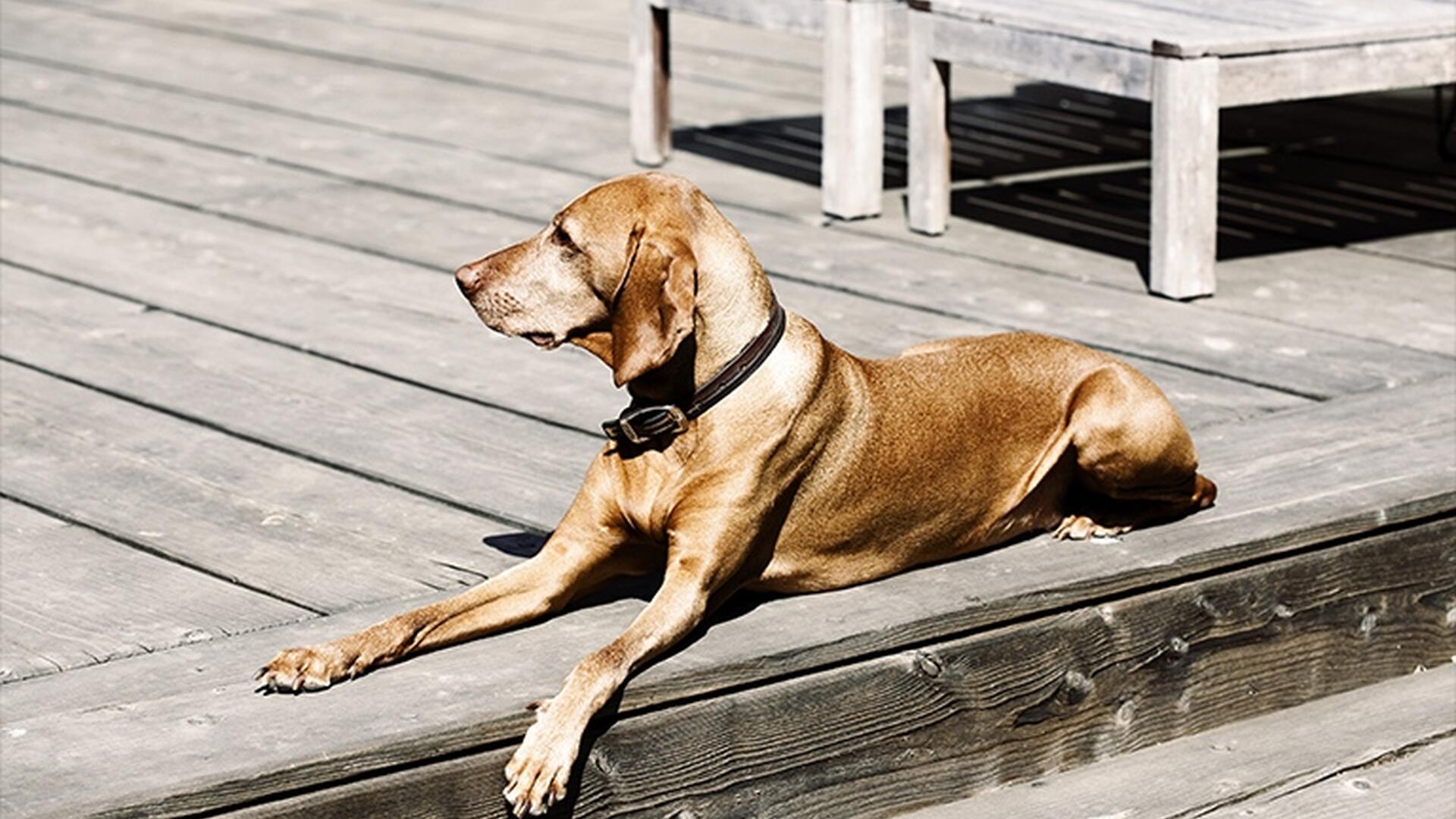 En hund ligger på en terasse