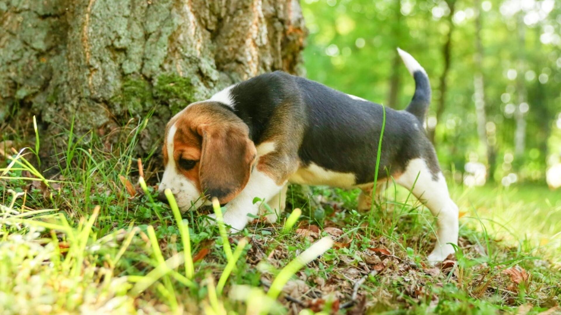 hund-som-aktiviseres-ved-snusing