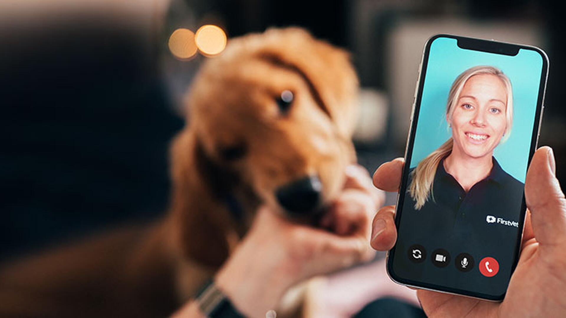 Hund og en person som sitter telefonen med FirstVet