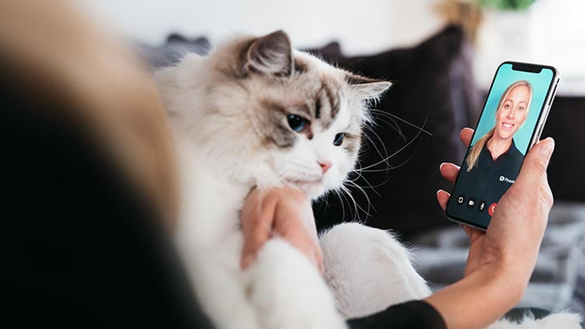 En katt som sitter i fanget til en person som er på videochat med FirstVet