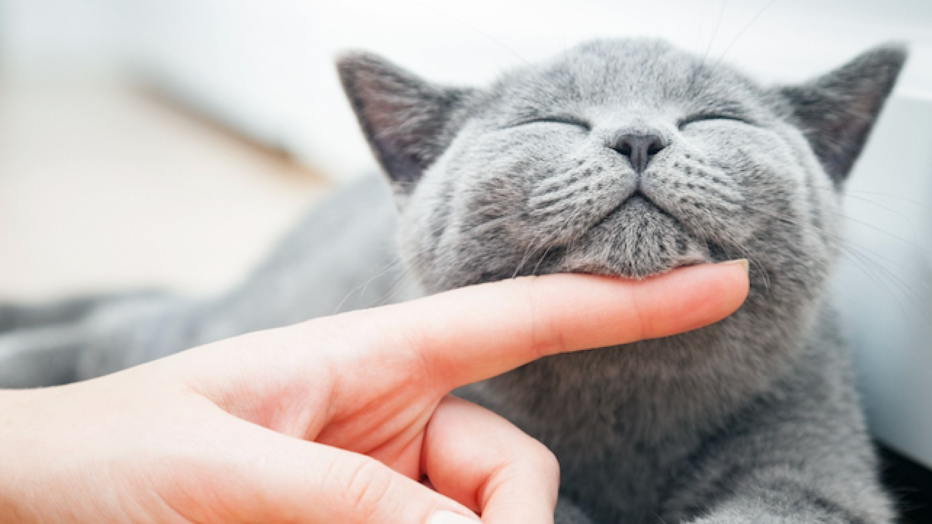 Katt som får kos med katteforsikring fra Tryg
