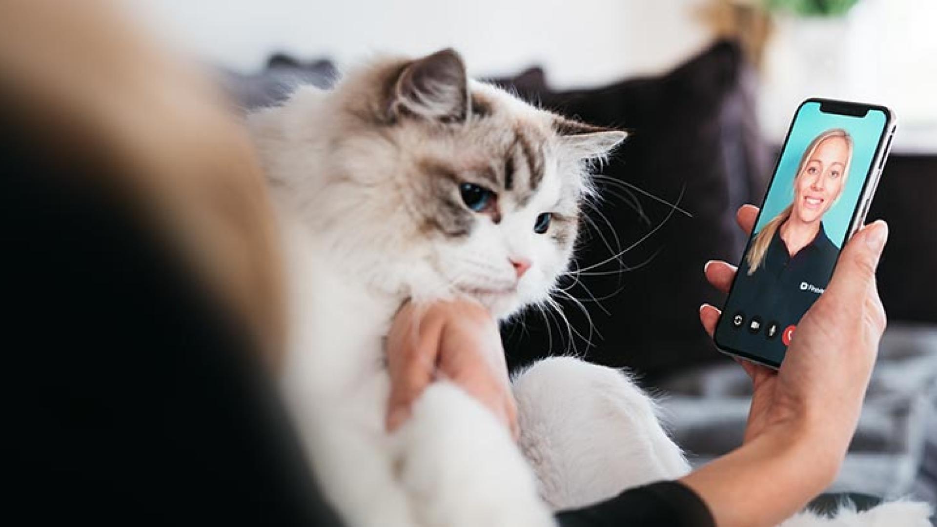 En katt som sitter i fanget til en person som er på videochat med FirstVet
