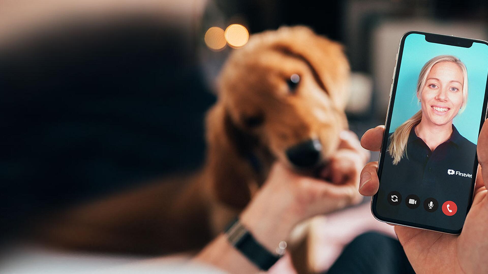 FirstVet