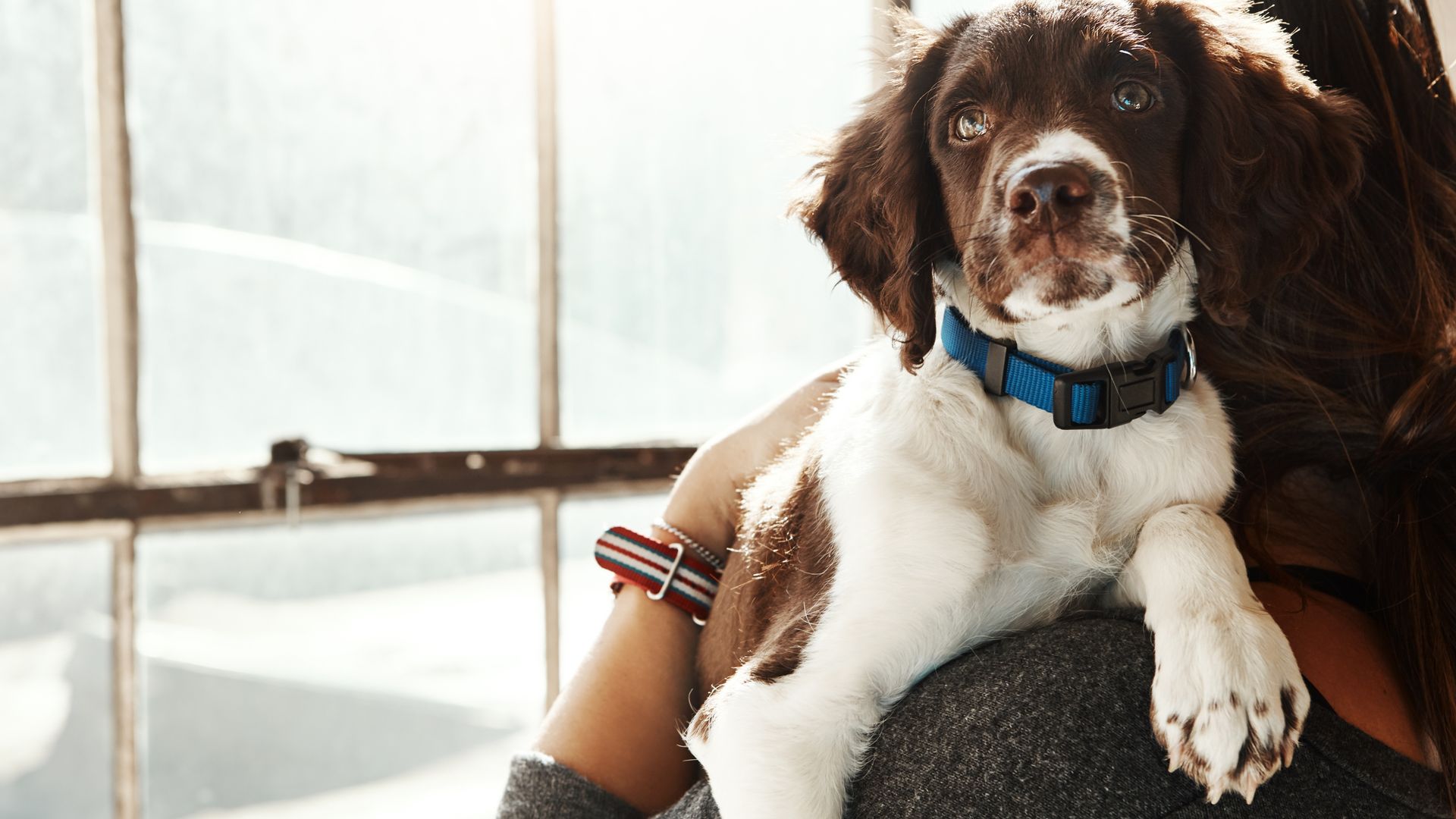 Hund og eier