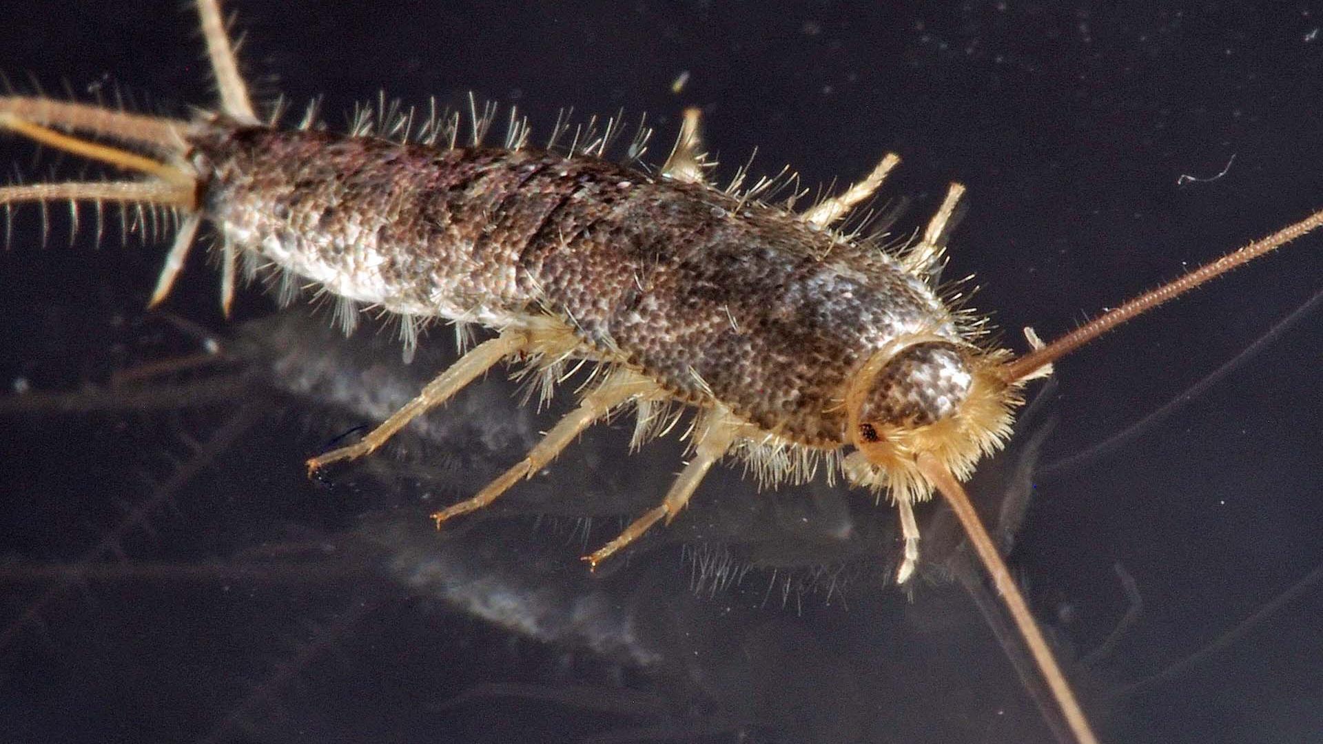 Nærbilde av skjeggkre