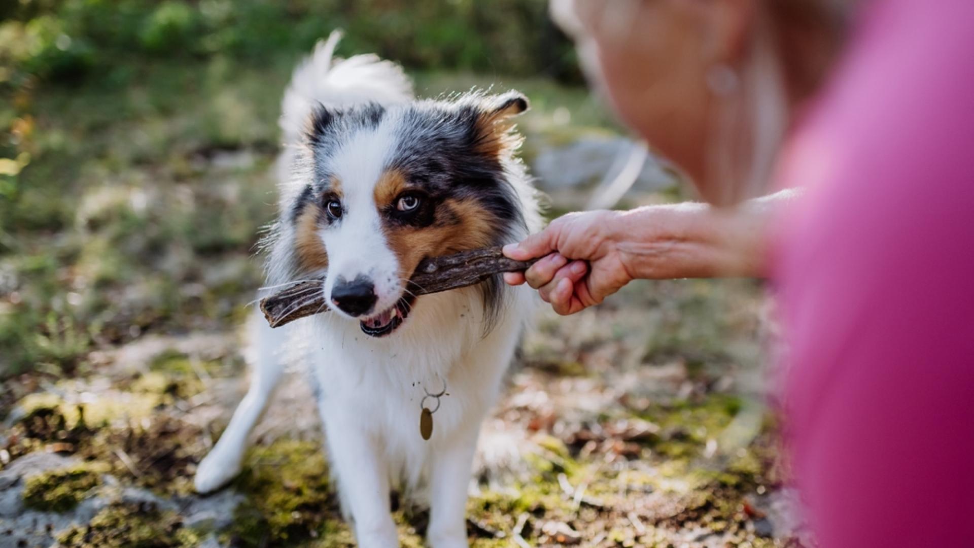 Kvinne som leker med sin hund som er forsikret med hundeforsikring i Tryg