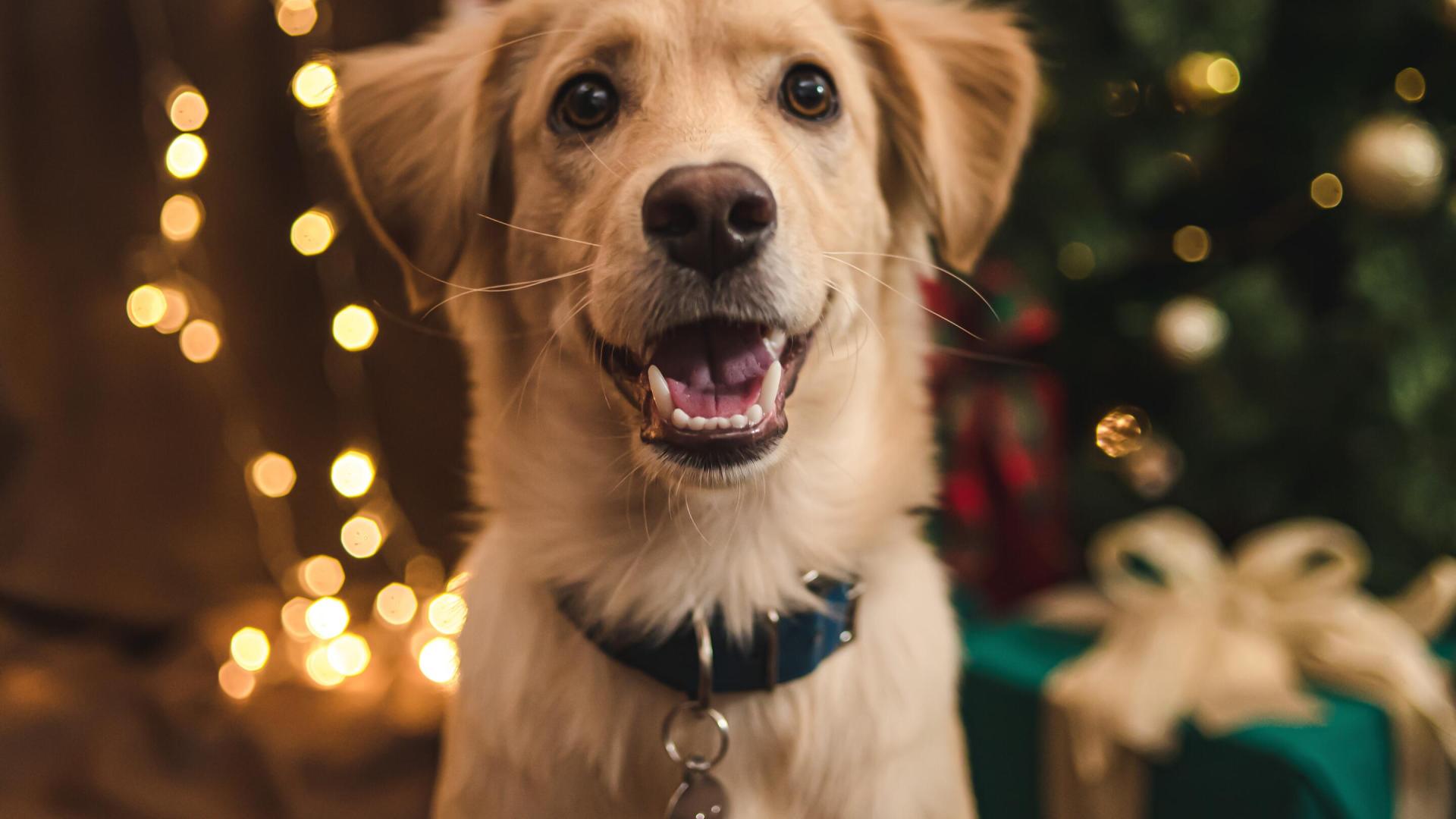 Glad hund foran juletre og julelys