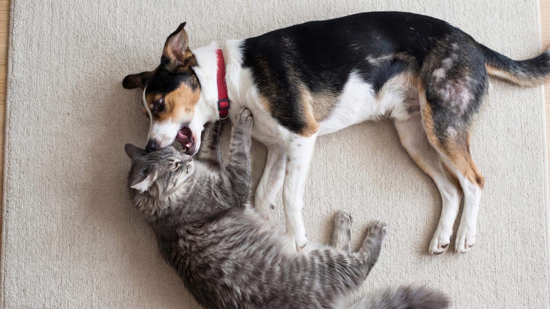 Hund og katt leker