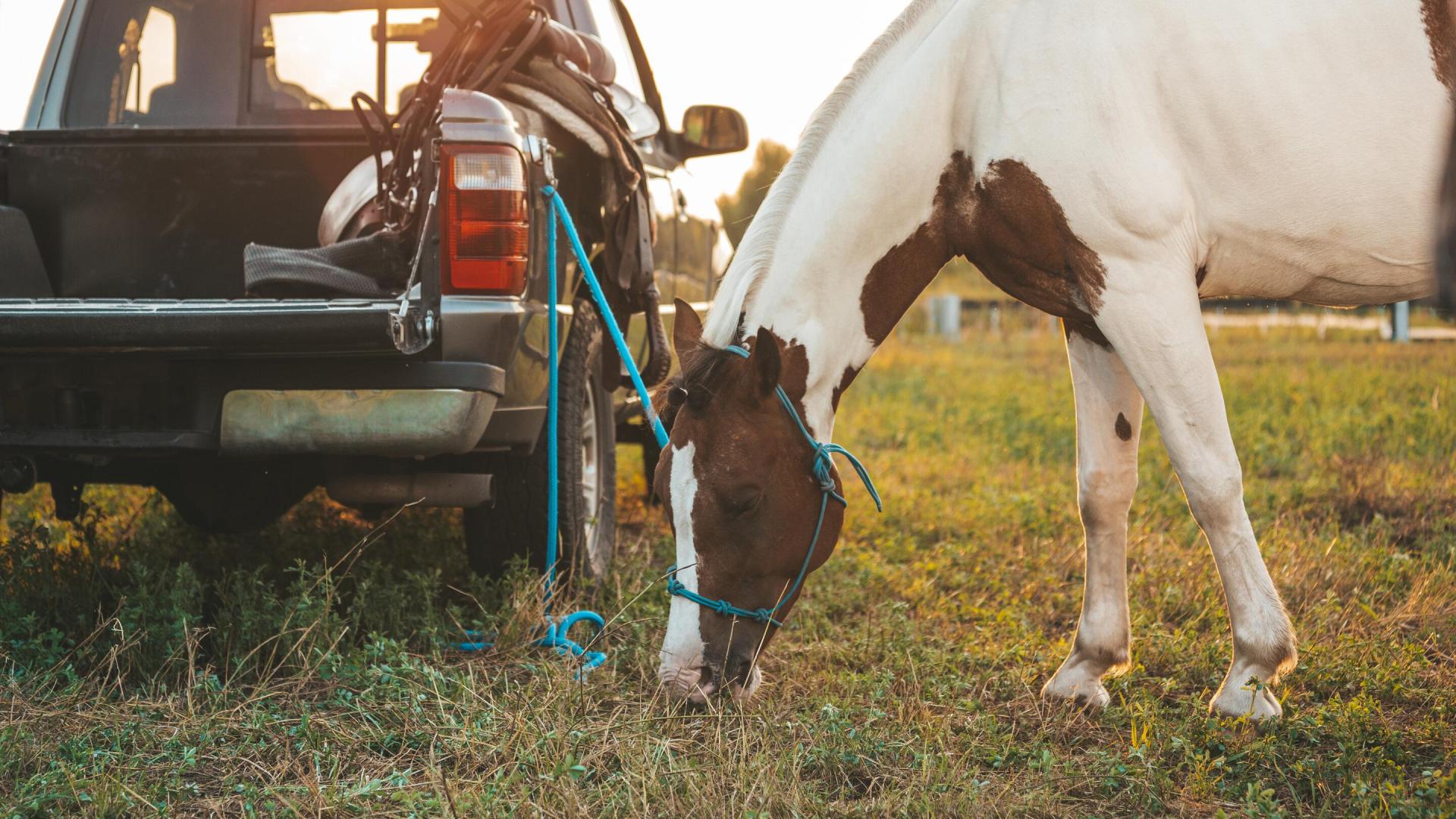 Gårdsbil som har med seg en ku på beite
