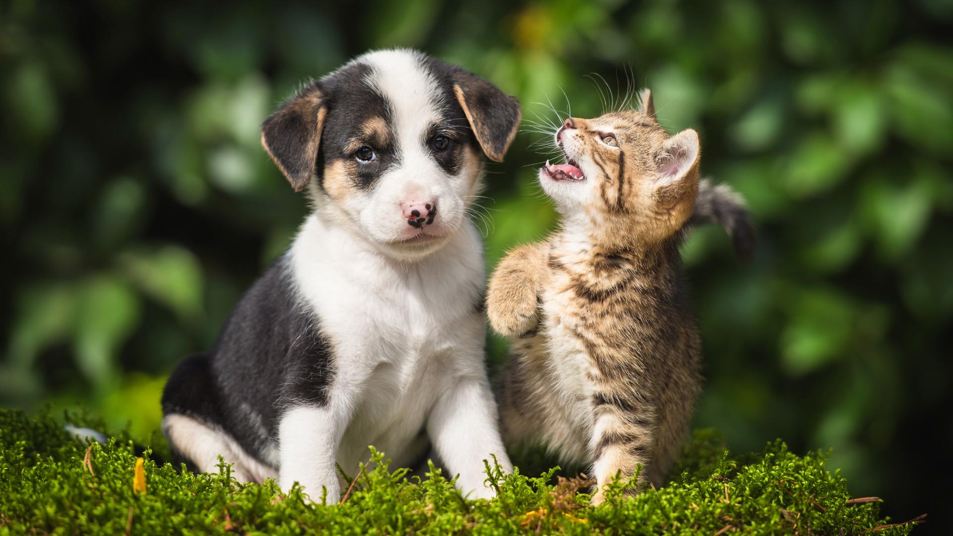 Hund og katt leker på gresset